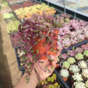 Senecio Herreanus Purple Pearl - Suculenta 10 cm .: imagen 3
