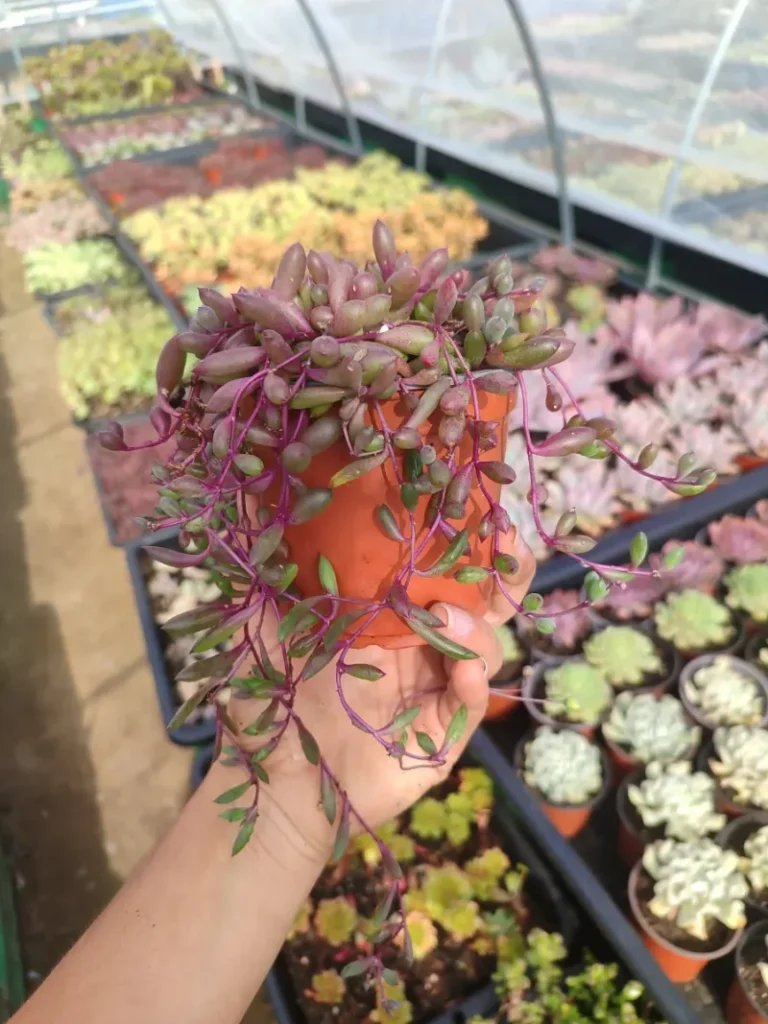 Senecio Herreanus Purple Pearl - Suculenta 10 cm .