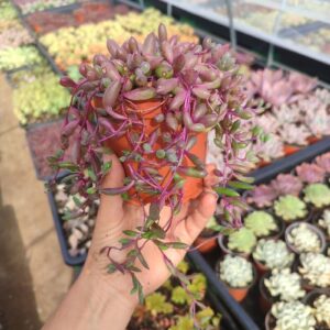 Senecio Herreanus Purple Pearl - Suculenta 10 cm .: imagen 5