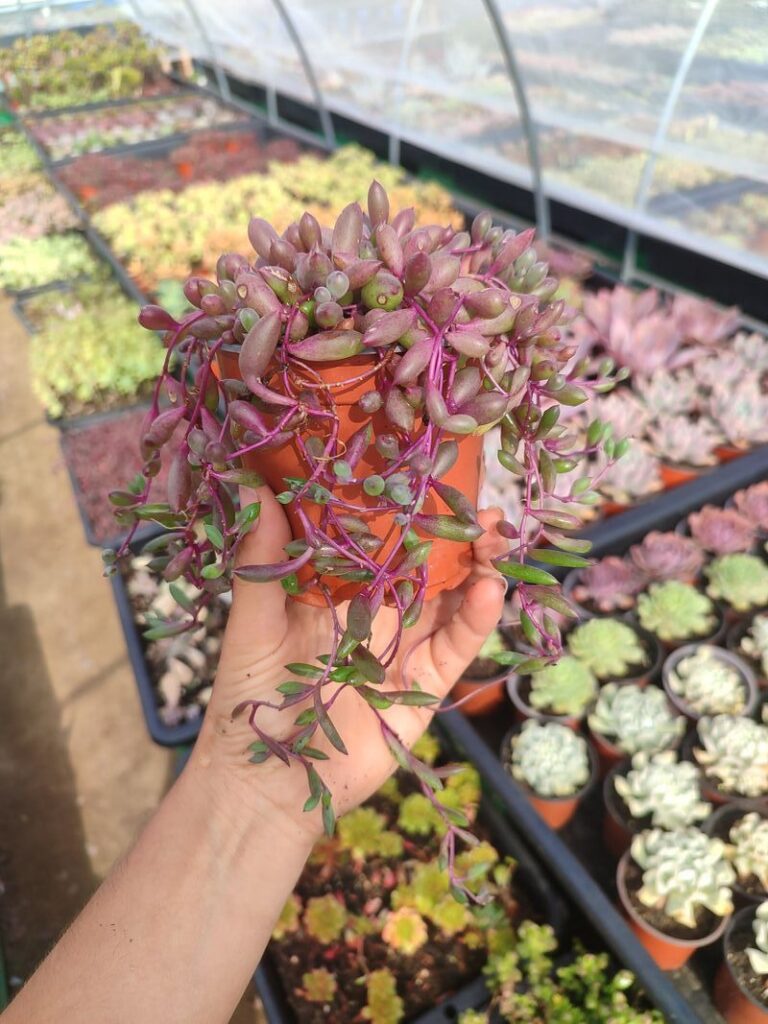 Senecio Herreanus Purple Pearl - Suculenta 10 cm .