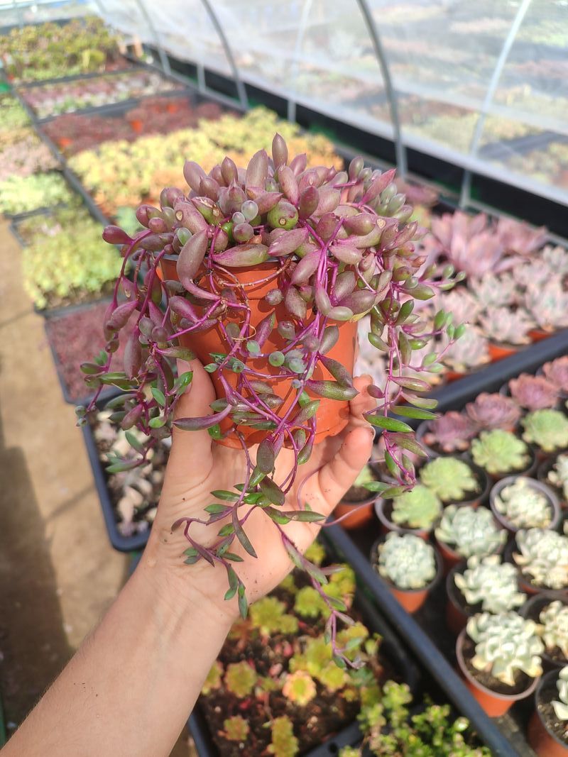 Senecio Herreanus Purple Pearl - Suculenta 10 cm . - Imagen 5