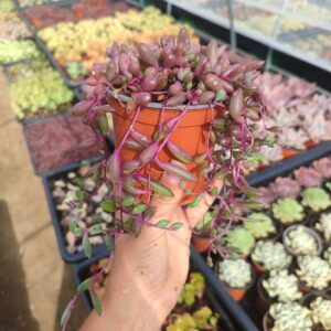 Senecio Herreanus Purple Pearl - Suculenta 10 cm .: imagen 7