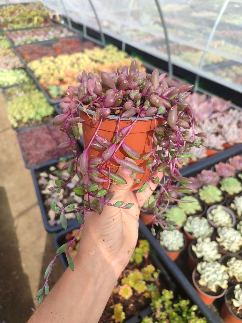 Senecio Herreanus Purple Pearl - Suculenta 10 cm . - Imagen 7
