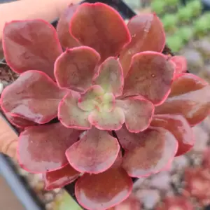 Echeveria Red Prince 8 cm Suculenta planta: imagen 1