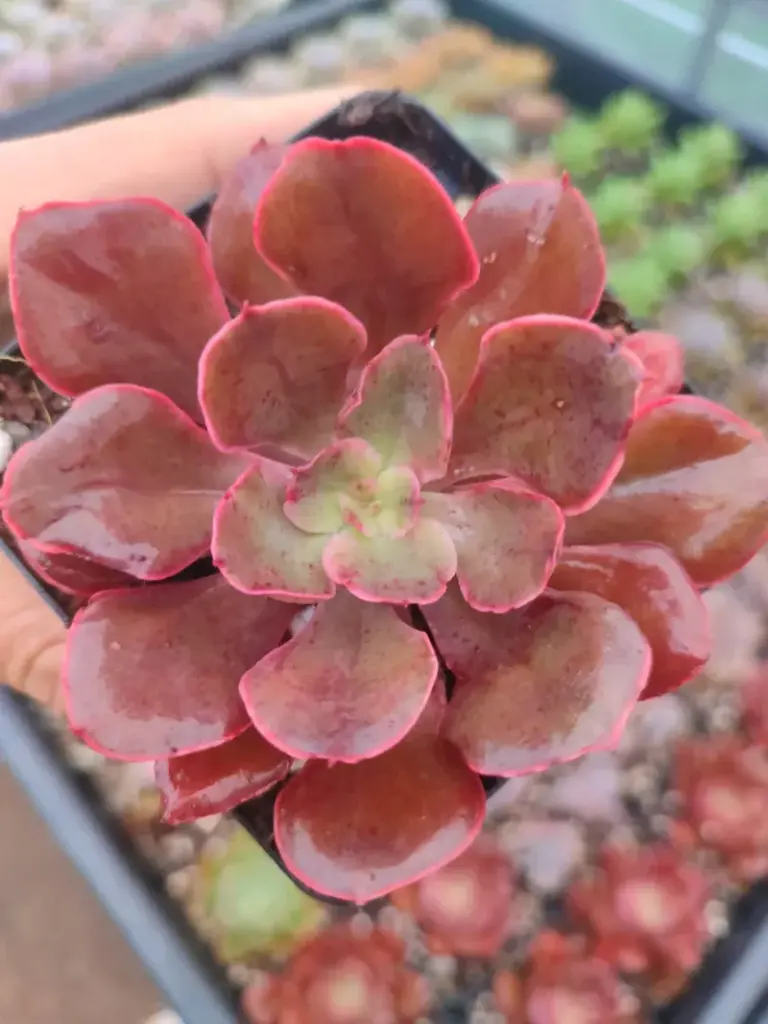 Echeveria Red Prince 8 cm Suculenta planta