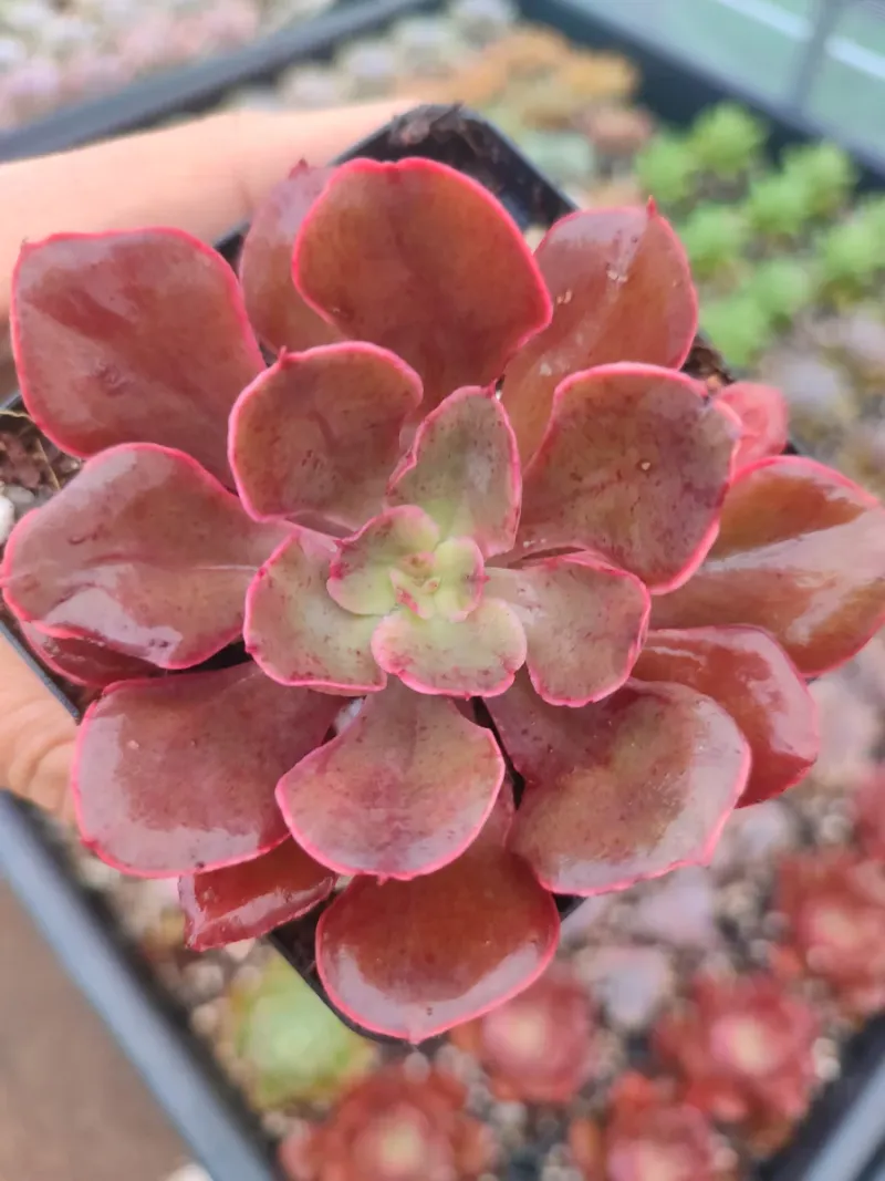 Echeveria Red Prince 8 cm Suculenta planta