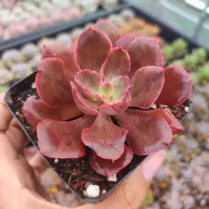 Echeveria Red Prince 8 cm Suculenta planta: imagen 2