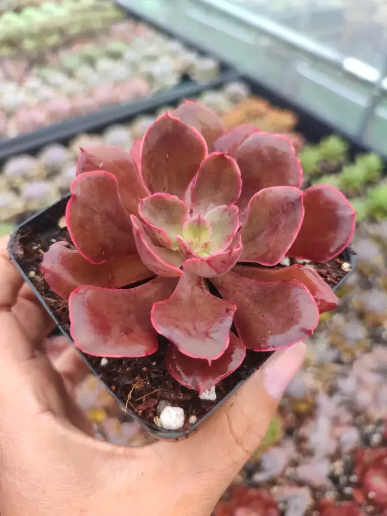 Echeveria Red Prince 8 cm Suculenta planta