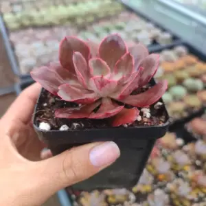 Echeveria Red Prince 8 cm Suculenta planta: imagen 3