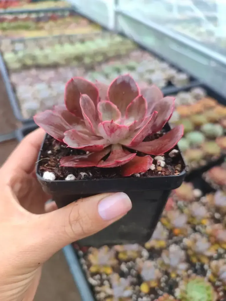 Echeveria Red Prince 8 cm Suculenta planta