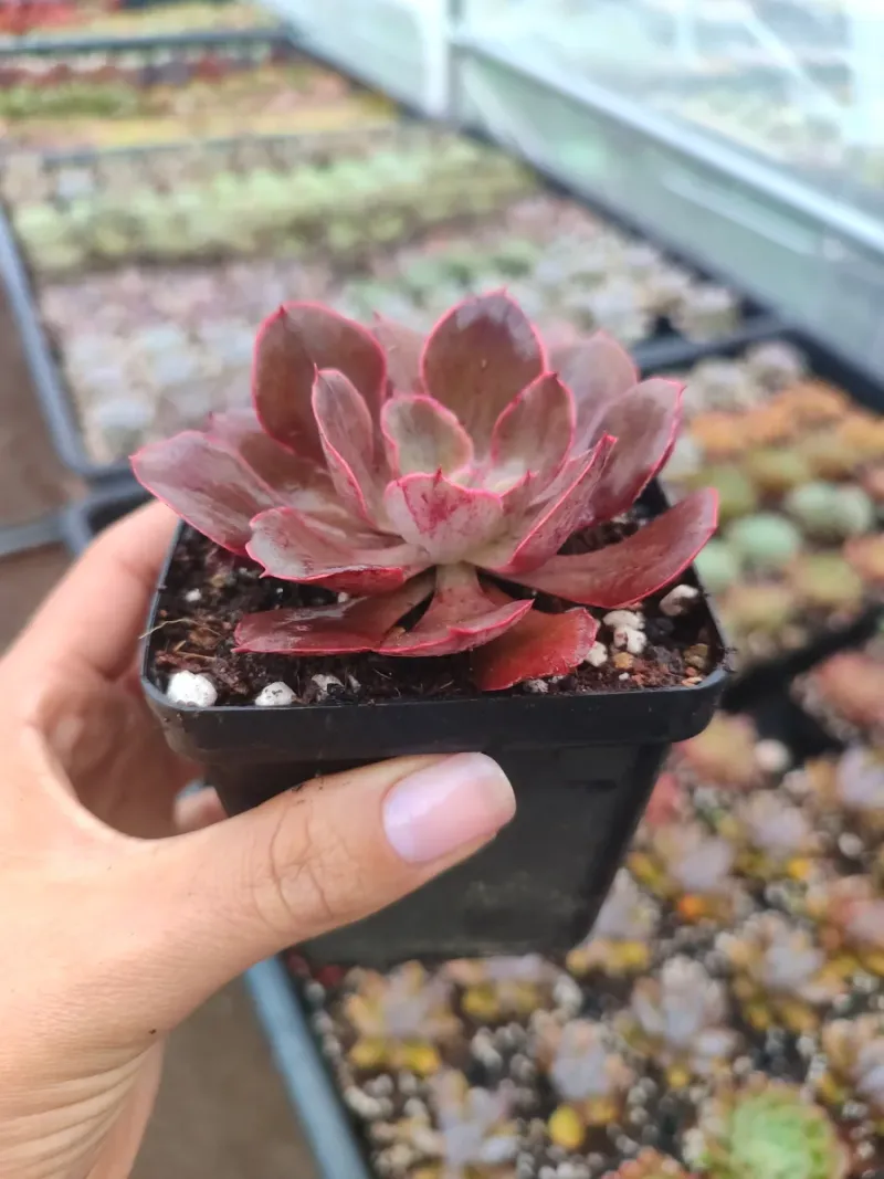 Echeveria Red Prince 8 cm Suculenta planta: imagen 3