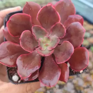 Echeveria Red Prince 8 cm Suculenta planta: imagen 4