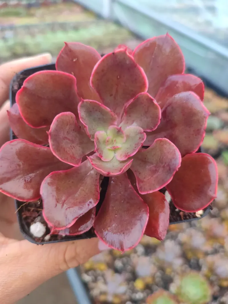 Echeveria Red Prince 8 cm Suculenta planta: imagen 4