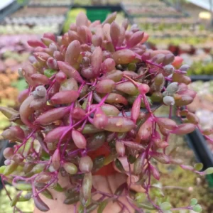 Senecio Herreanus Purple Pearl - Suculenta 10 cm .: imagen 2