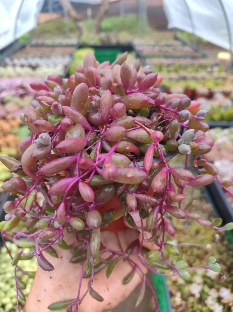 Senecio Herreanus Purple Pearl - Suculenta 10 cm . - Imagen 2