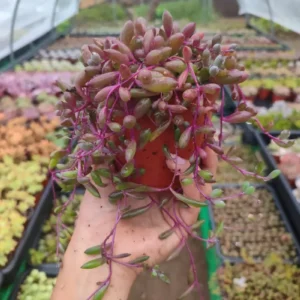 Senecio Herreanus Purple Pearl - Suculenta 10 cm .: imagen 4