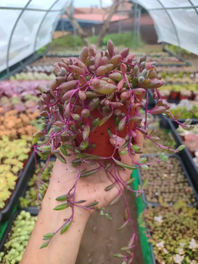 Senecio Herreanus Purple Pearl - Suculenta 10 cm .