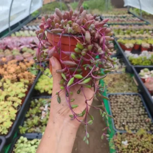 Senecio Herreanus Purple Pearl - Suculenta 10 cm .: imagen 6