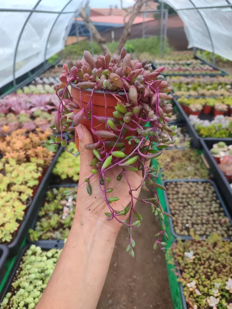Senecio Herreanus Purple Pearl - Suculenta 10 cm . - Imagen 6