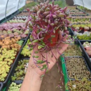 Senecio Herreanus Purple Pearl - Suculenta 10 cm .: imagen 8