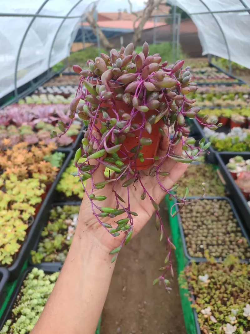 Senecio Herreanus Purple Pearl - Suculenta 10 cm . - Imagen 8