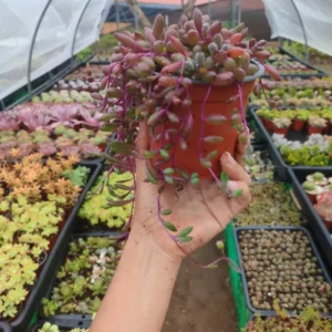 Senecio Herreanus Purple Pearl - Suculenta 10 cm .: imagen 9