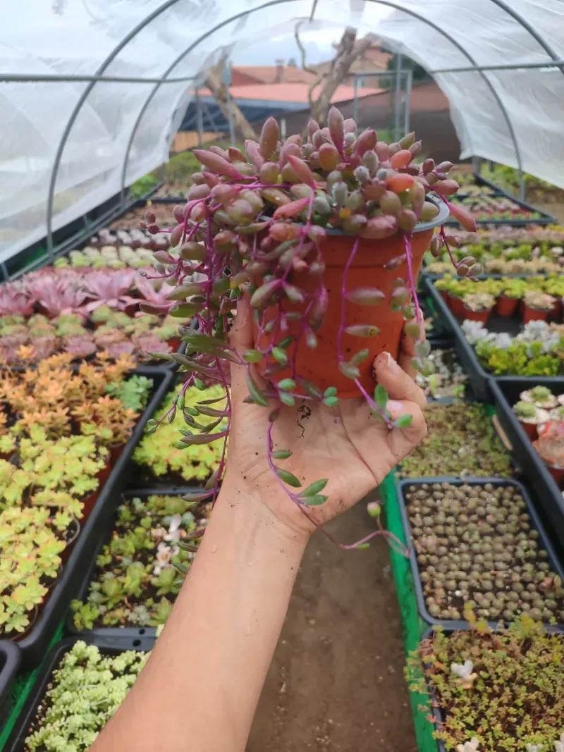 Senecio Herreanus Purple Pearl - Suculenta 10 cm . - Imagen 9