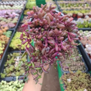 Senecio Herreanus Purple Pearl - Suculenta 10 cm .: imagen 10