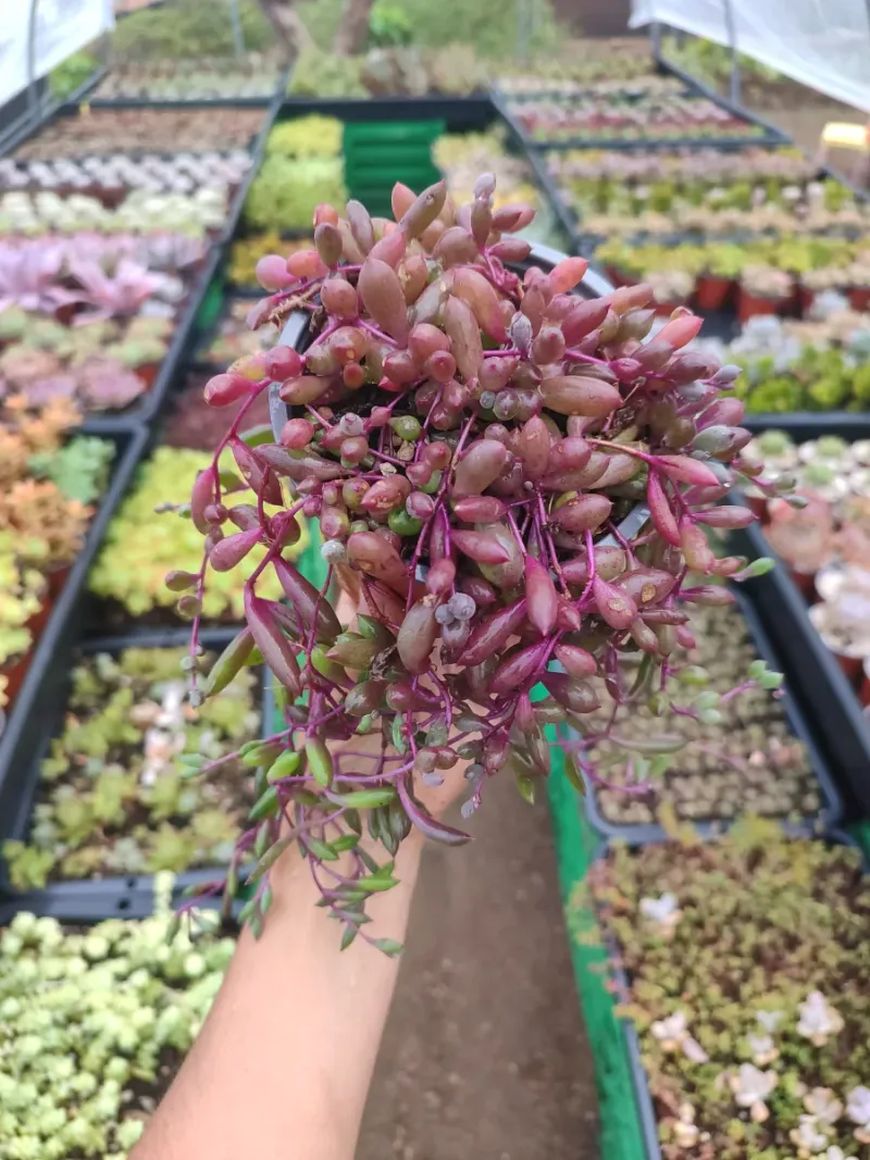 Senecio Herreanus Purple Pearl - Suculenta 10 cm . - Imagen 10