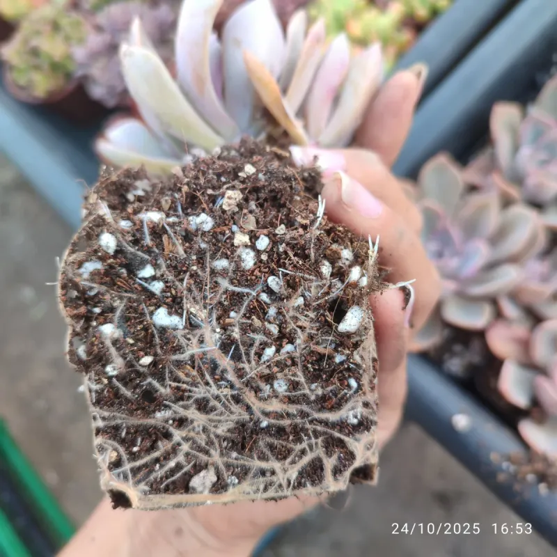 Sustrato Suculentas (1€/L) plantas crassas - Imagen 7
