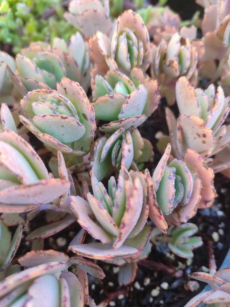 Kalanchoe Fedtschenkoi - 8cm