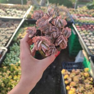 Kalanchoe Fedtschenkoi - 8cm: imagen 5