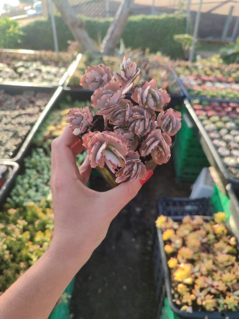 Kalanchoe Fedtschenkoi - 8cm