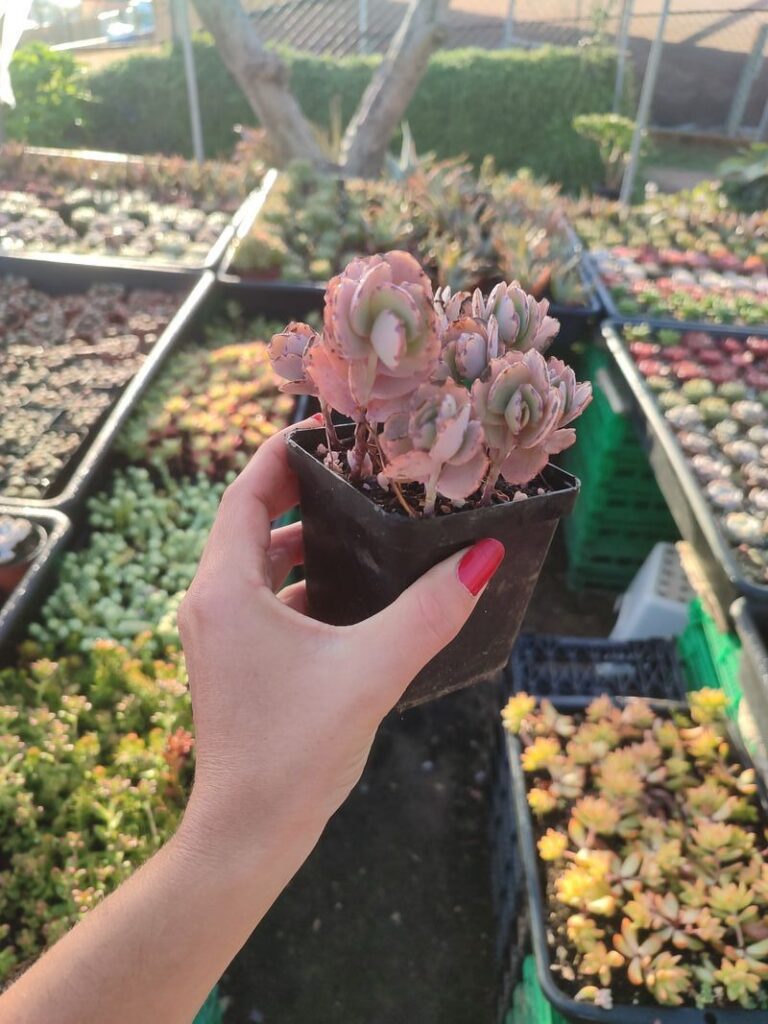 Kalanchoe Fedtschenkoi - 8cm