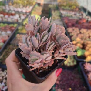 Kalanchoe Fedtschenkoi - 8cm: imagen 9