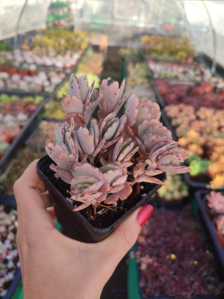 Kalanchoe Fedtschenkoi - 8cm