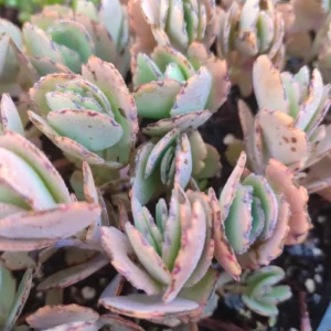 Kalanchoe Fedtschenkoi - 8cm: imagen 2