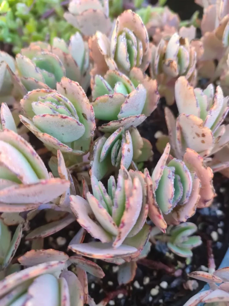 Kalanchoe Fedtschenkoi - 8cm