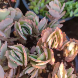 Kalanchoe Fedtschenkoi - 8cm: imagen 4
