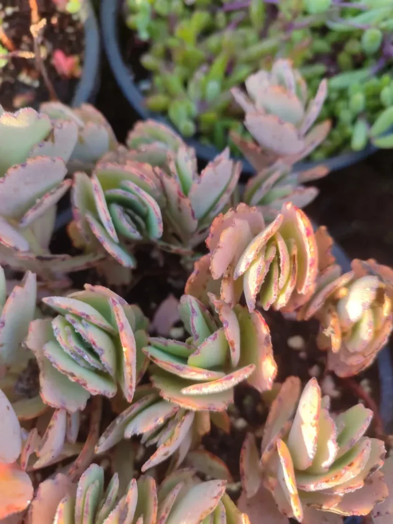 Kalanchoe Fedtschenkoi - 8cm