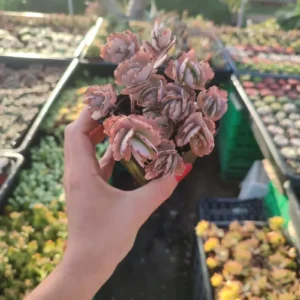 Kalanchoe Fedtschenkoi - 8cm: imagen 6