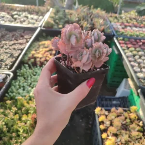 Kalanchoe Fedtschenkoi - 8cm: imagen 8