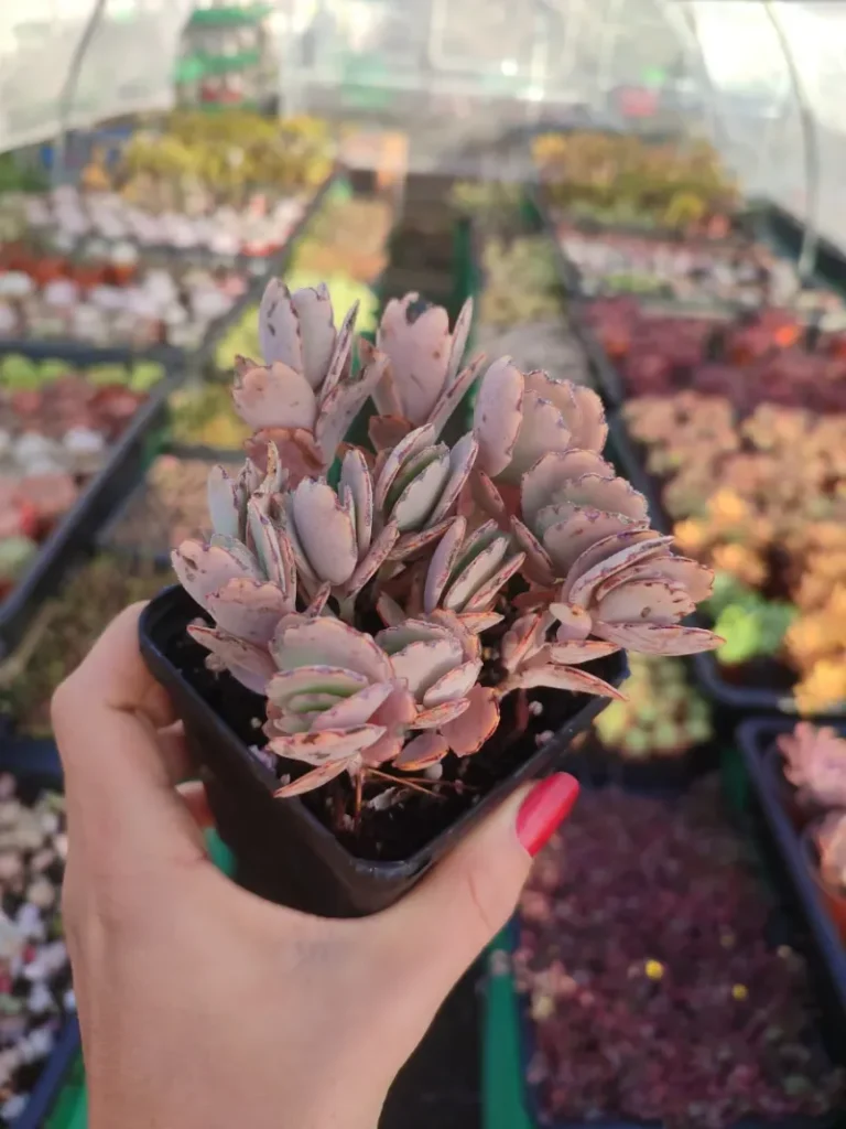 Kalanchoe Fedtschenkoi - 8cm