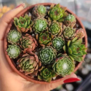 Mix de Sempervivum 8 cm