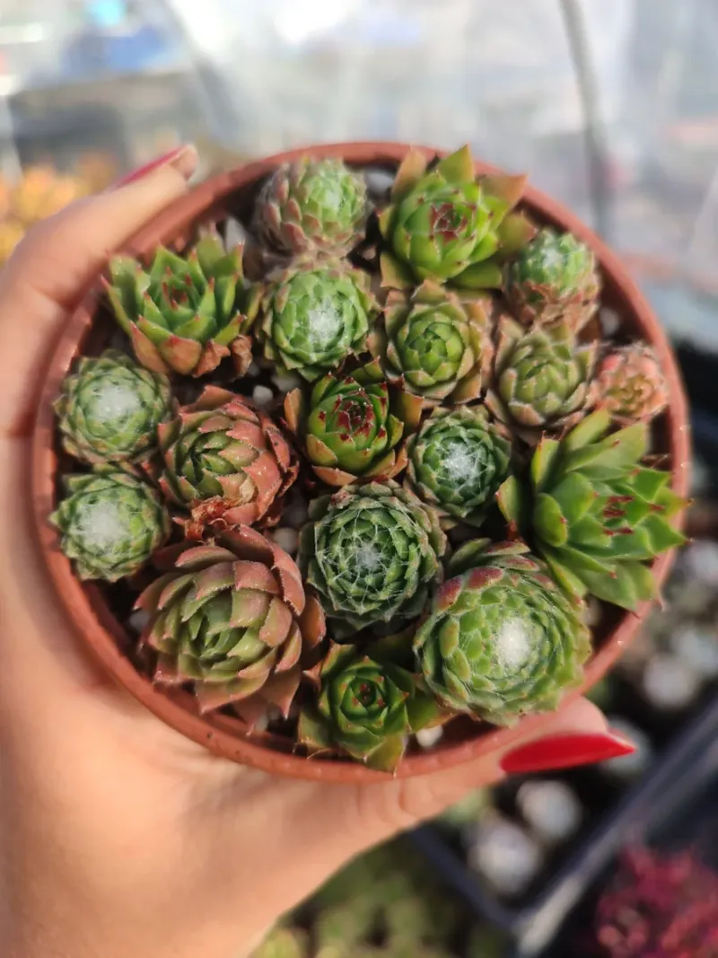 Mix de Sempervivum 8 cm