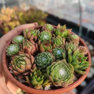 Mix de Sempervivum 8 cm: imagen 2