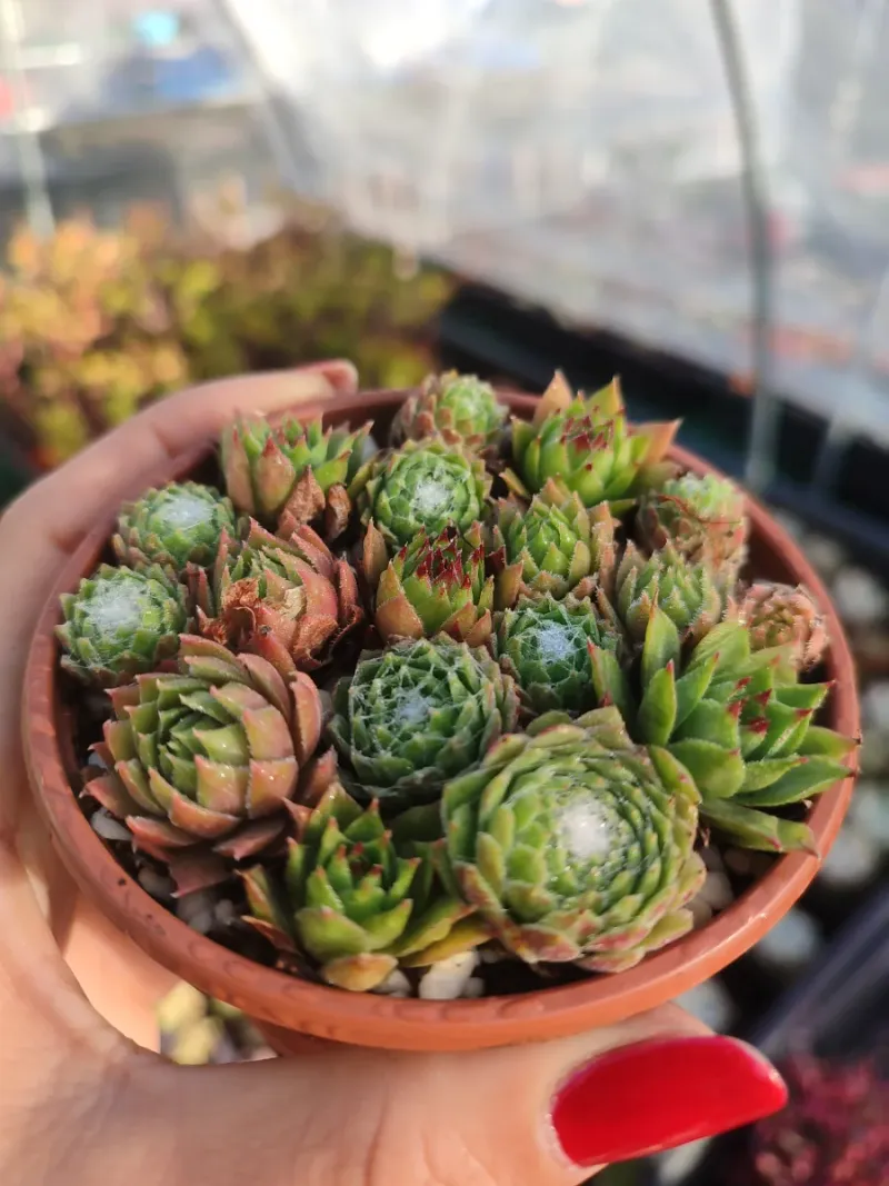 Mix de Sempervivum 8 cm - Imagen 2