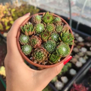 Mix de Sempervivum 8 cm: imagen 3