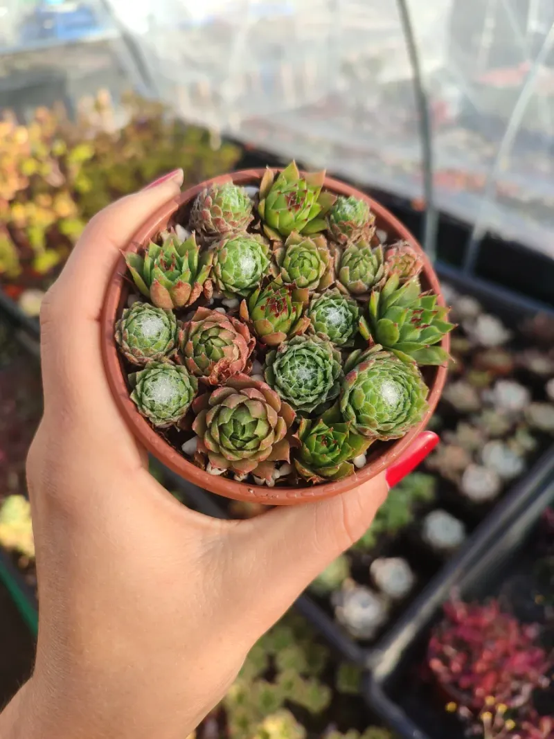 Mix de Sempervivum 8 cm - Imagen 3