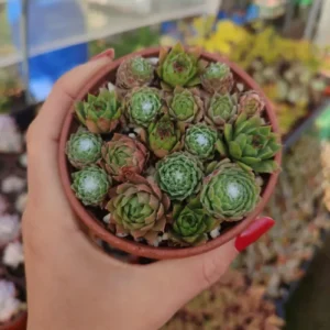 Mix de Sempervivum 8 cm: imagen 4